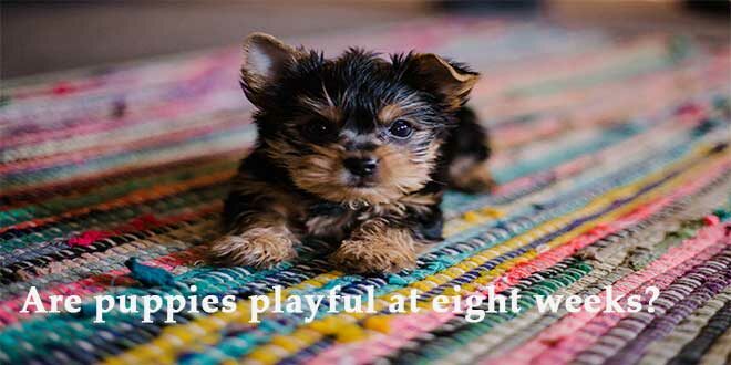 Are-puppies-playful-at-eight-weeks