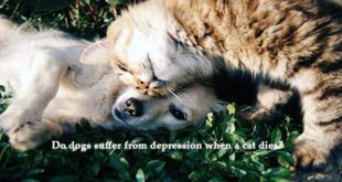 Do-dogs-suffer-from-depression-when-a-cat-dies