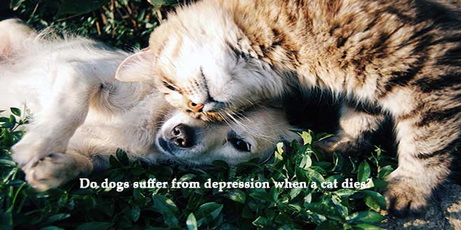 Do-dogs-suffer-from-depression-when-a-cat-dies