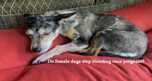 Do-female-dogs-stop-bleeding-once-pregnant