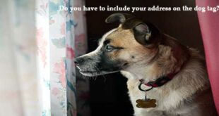Do-you-have-to-include-your-address-on-the-dog-tag