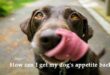 How-can-I-get-my-dog's-appetite-back