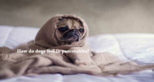 How-do-dogs-feel-in-pancreatitis