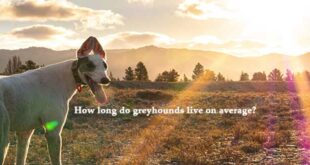 How-long-do-greyhounds-live-on-average