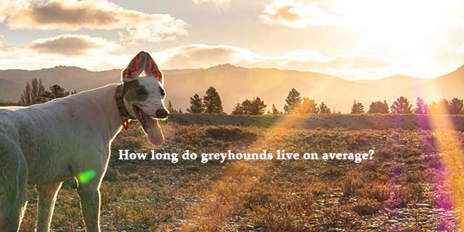 How-long-do-greyhounds-live-on-average