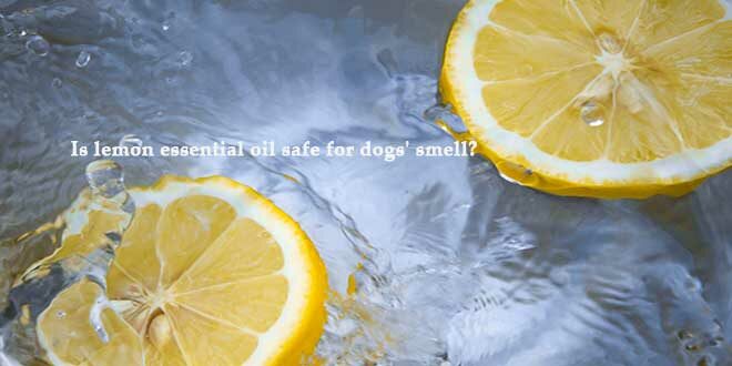 Is-lemon-essential-oil-safe-for-dogs-smell