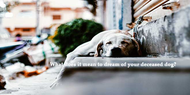 What-does-it-mean-to-dream-of-your-deceased-dog