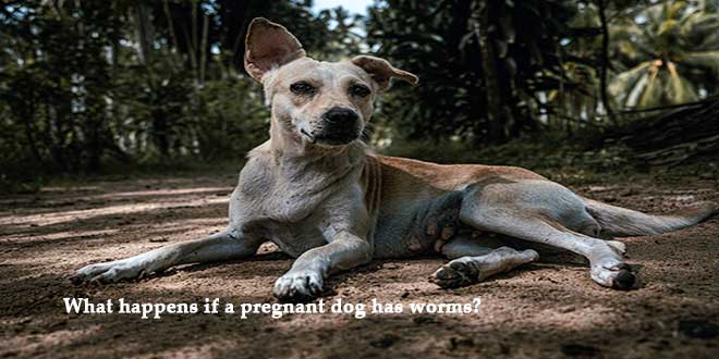 What-happens-if-a-pregnant-dog-has-worms