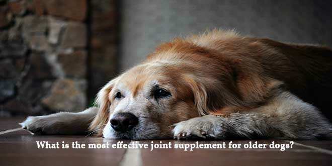 What-is-the-most-effective-joint-supplement-for-older-dogs