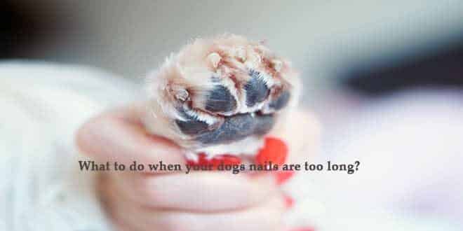 What-to-do-when-your-dogs-nails-are-too-long