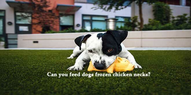 Can-you-feed-dogs-frozen-chicken-necks
