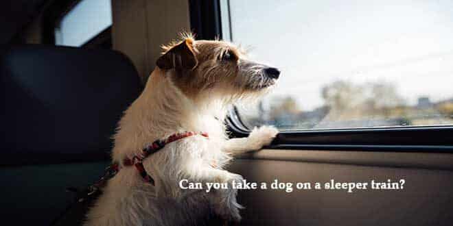 Can-you-take-a-dog-on-a-sleeper-train