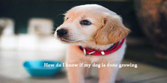 How-do-I-know-if-my-dog-is-done-growing