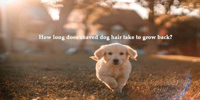 How-long-does-shaved-dog-hair-take-to-grow-back