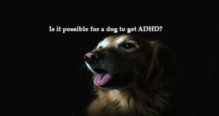 Is-it-possible-for-a-dog-to-get-ADHD