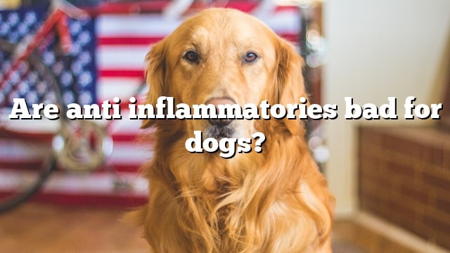 Are anti inflammatories bad for dogs?