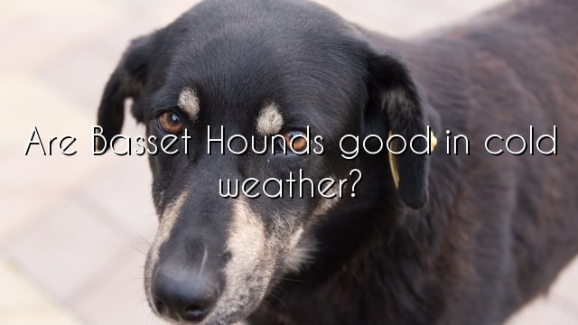 Are Basset Hounds good in cold weather?