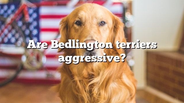 Are Bedlington terriers aggressive?