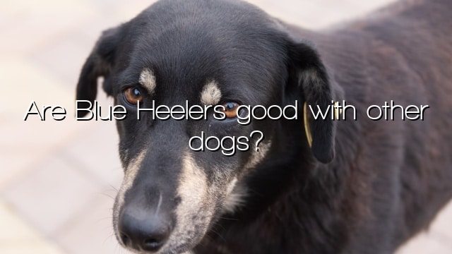 Are Blue Heelers good with other dogs?