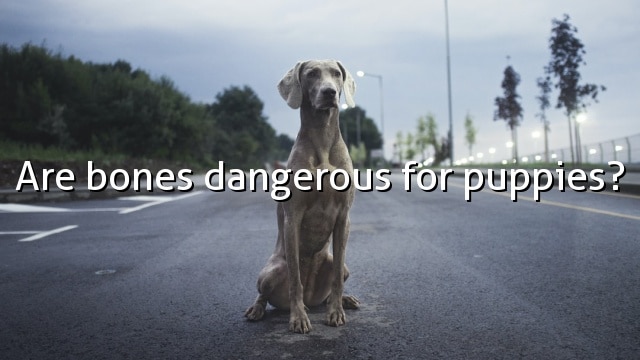 Are bones dangerous for puppies?