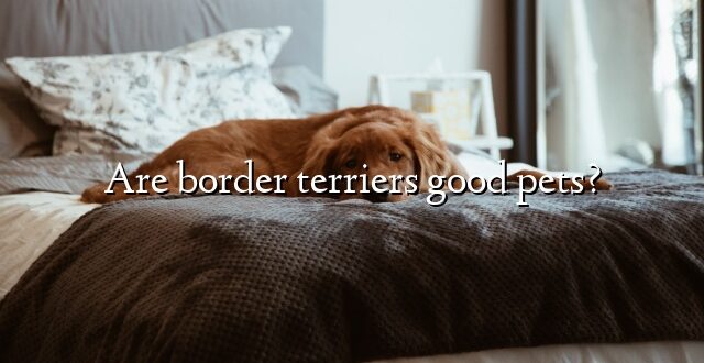Are border terriers good pets?