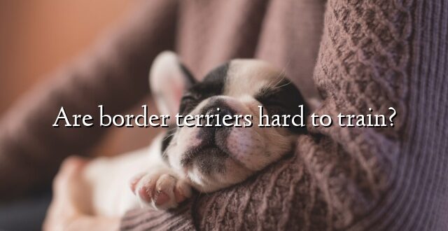 Are border terriers hard to train?