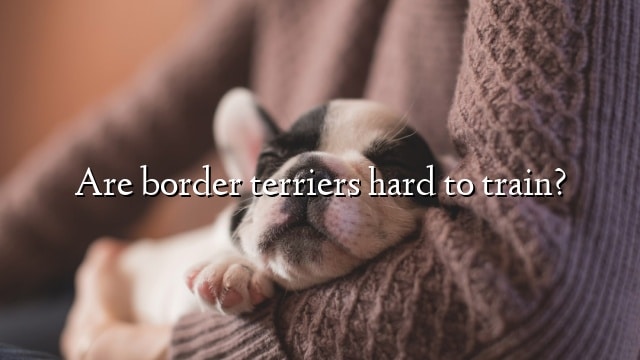 Are border terriers hard to train?