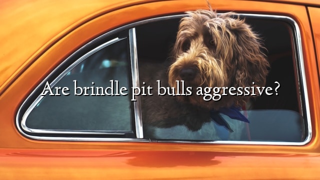 Are brindle pit bulls aggressive?