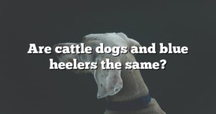 Are cattle dogs and blue heelers the same?
