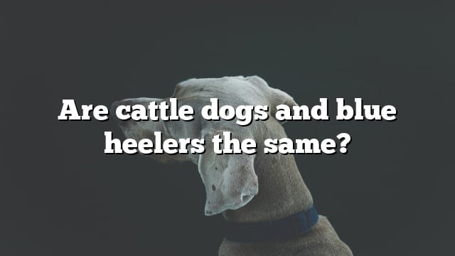 Are cattle dogs and blue heelers the same?