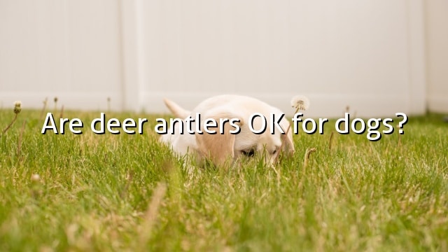 Are deer antlers OK for dogs?