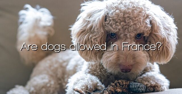 Are dogs allowed in France?
