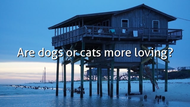 Are dogs or cats more loving?