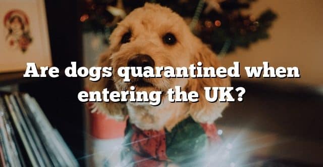 Are dogs quarantined when entering the UK?