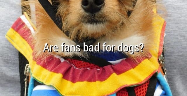 Are fans bad for dogs?