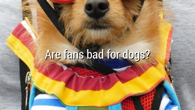 Are fans bad for dogs?