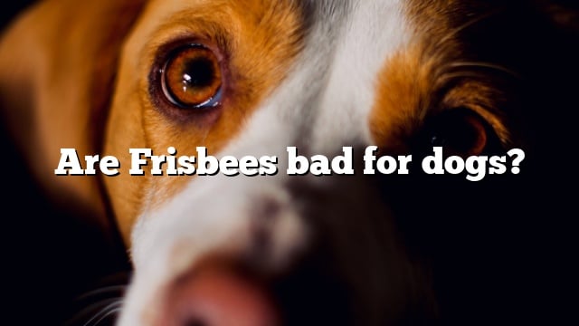 Are Frisbees bad for dogs?