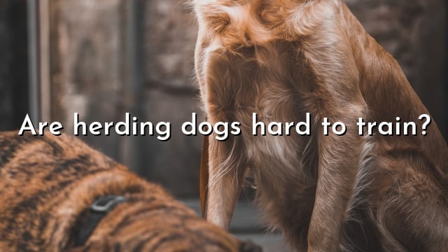 Are herding dogs hard to train?