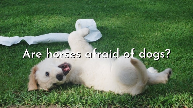 Are horses afraid of dogs?