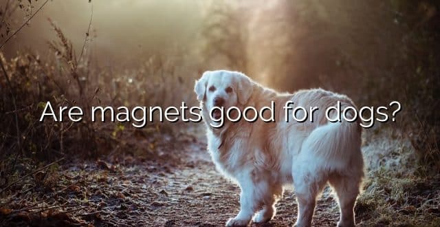 Are magnets good for dogs?