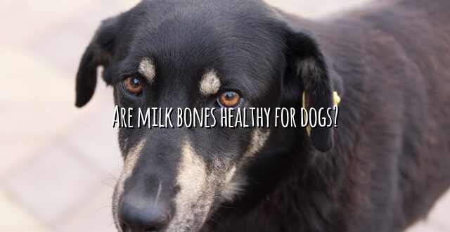 Are milk bones healthy for dogs?