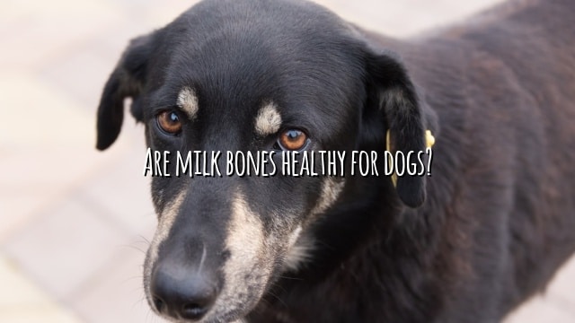 Are milk bones healthy for dogs?