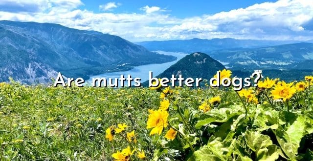 Are mutts better dogs?