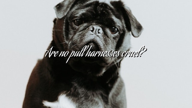 Are no pull harnesses cruel?