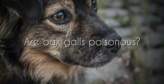 Are oak galls poisonous?