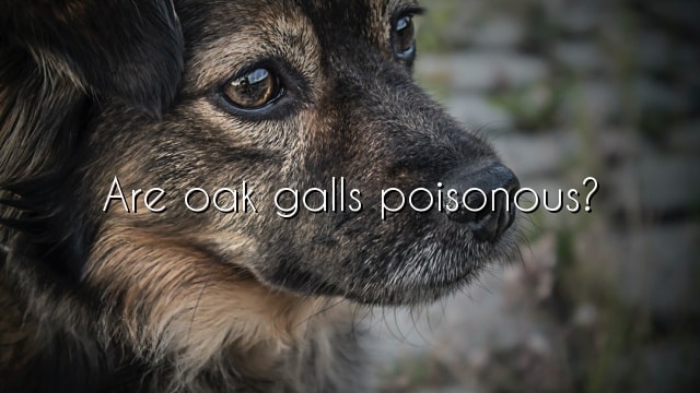 Are oak galls poisonous?