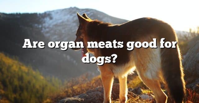 Are organ meats good for dogs?