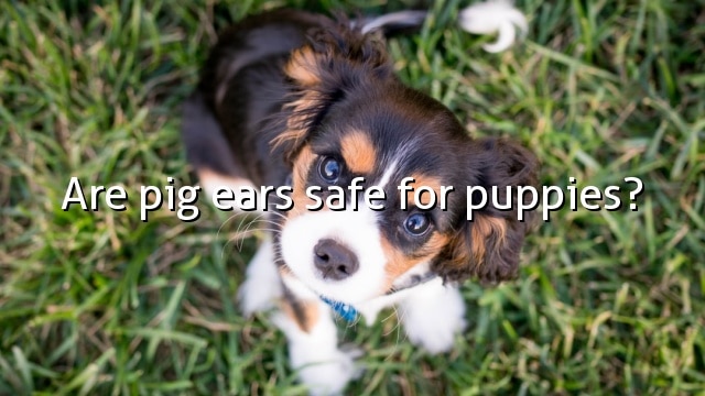 Are pig ears safe for puppies?