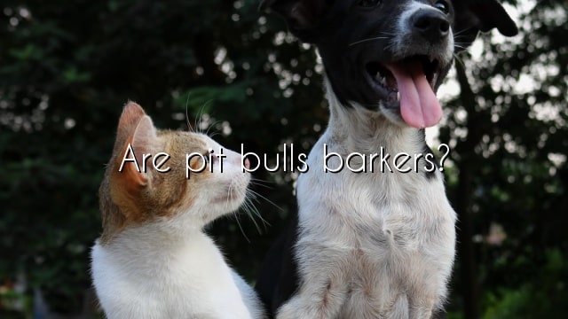 Are pit bulls barkers?