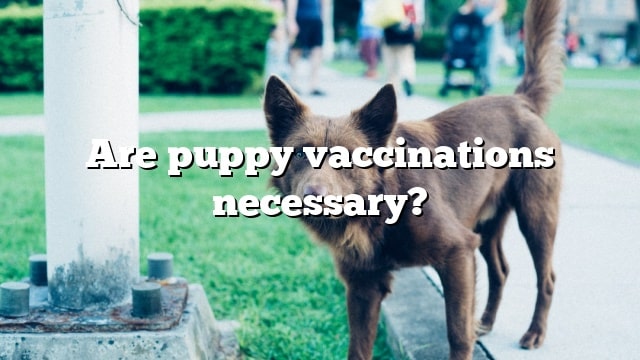 Are puppy vaccinations necessary?